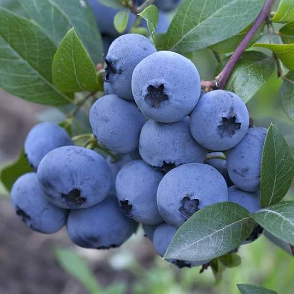 Close-up of blueberry fruit seeds collection for planting | premium blueberry seeds seeds | Premium blueberry fruit seeds collection for planting | premium blueberry seeds seed packet for planting | Young blueberry fruit seeds collection for planting | premium blueberry seeds seedlings growing in containers | Healthy blueberry fruit seeds collection for planting | premium blueberry seeds plants with ripe fruit | Blueberry Fruit Seeds Collection for Planting | Premium Blueberry Seeds for home garden planting