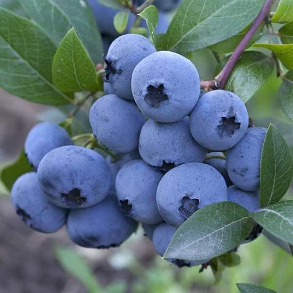 Blue Canadensis Fruit Seeds - Ideal for Planting