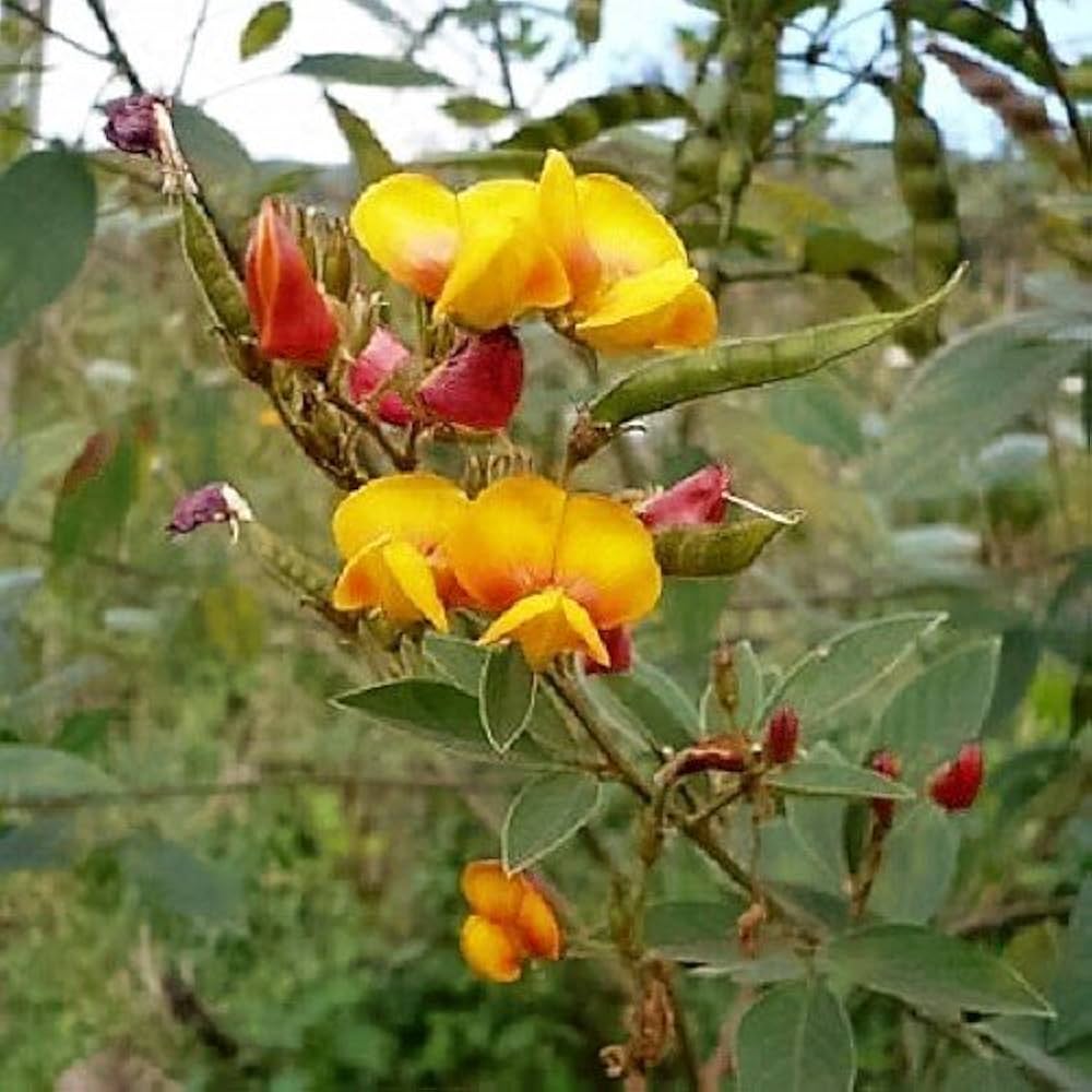 Cajanus Flower seeds for Planting - Perfect for Borders, Heirloom & GMO Free Seeds for Home Garden
