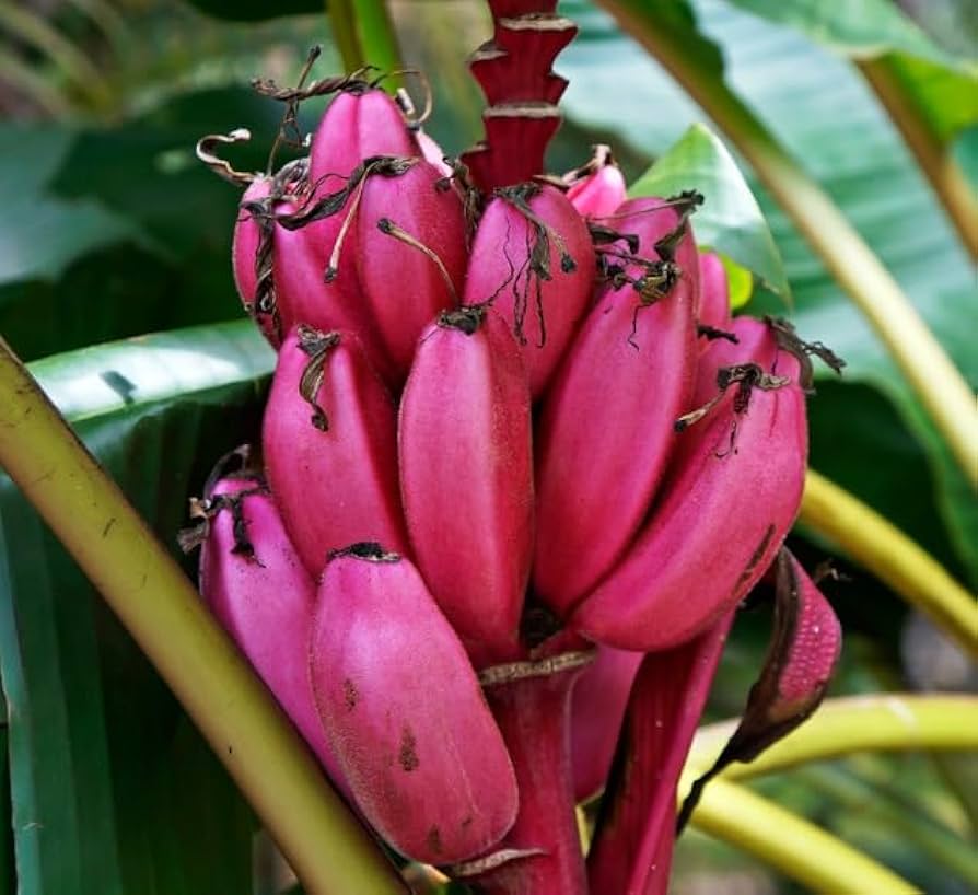 Pink Banana Planting Seeds - Tropical Garden Essential