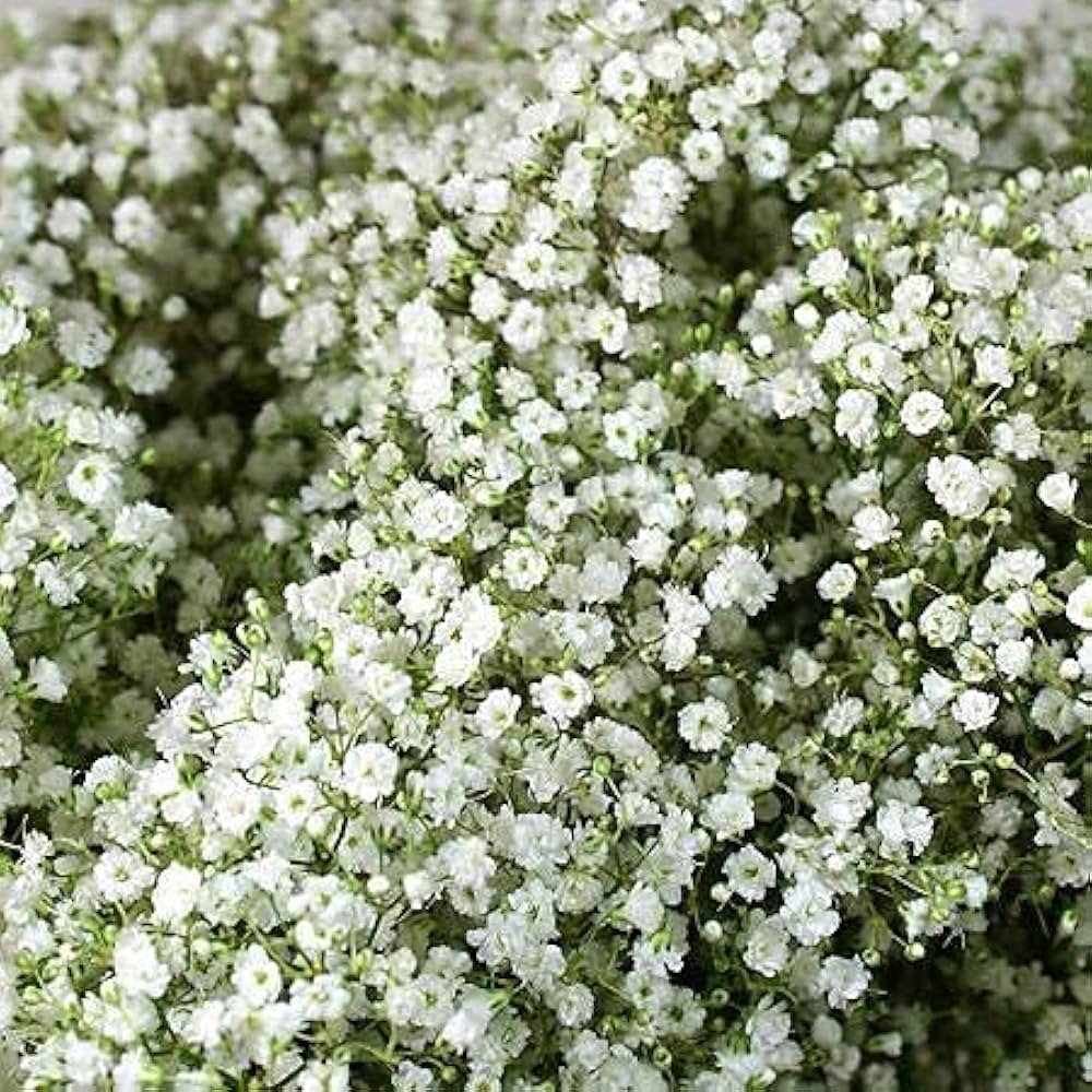 Gypsophila Gypsy Compact White Flower Seeds for Planting flower bed