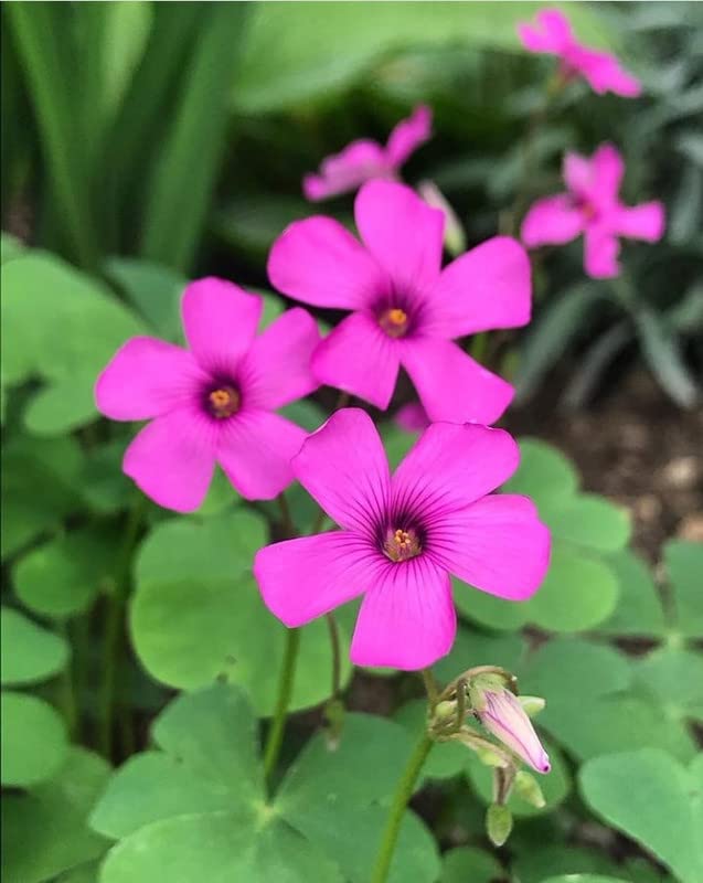 Oxalis Articulata Flower seeds for Planting - Perfect for Borders, Heirloom & GMO Free Seeds for Home Garden