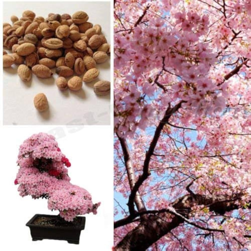 Japanese Sakura Prunus Serrulata Seeds for Planting - Ideal for Flower Bed & Urban Garden