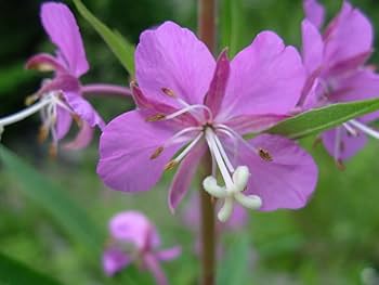 Willowherb Flower Seeds for Vibrant Garden Spaces - Seed for Natural Beauty