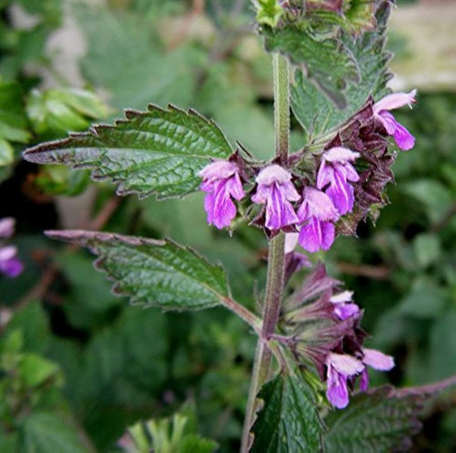 Ballota Nigra Flower seeds for Planting - Shade Tolerant, Heirloom & GMO Free Seeds for Home Garden