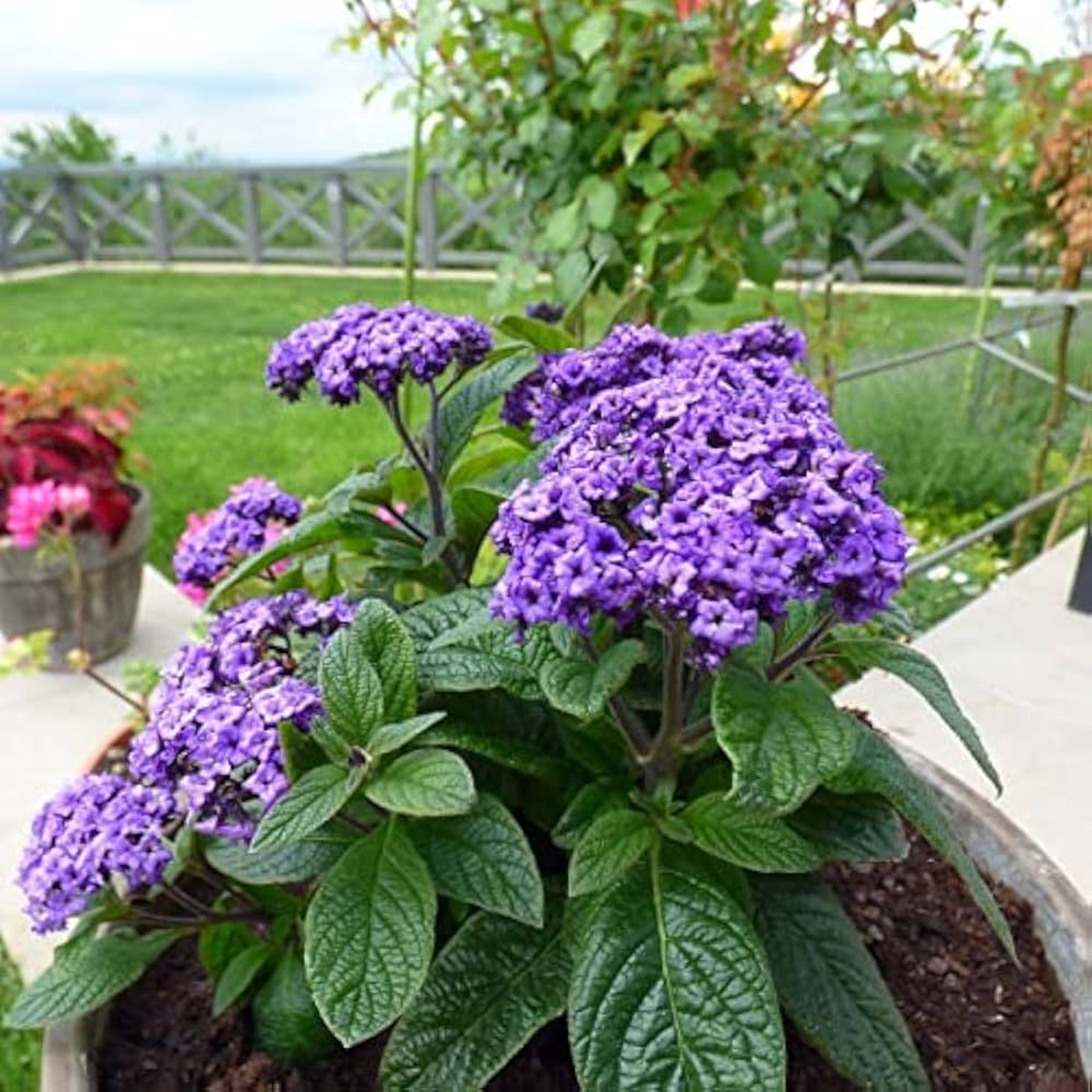 Fresh Heliotrope Flower seeds for Planting - Shade Tolerant, Heirloom & GMO Free Seeds for Home Garden