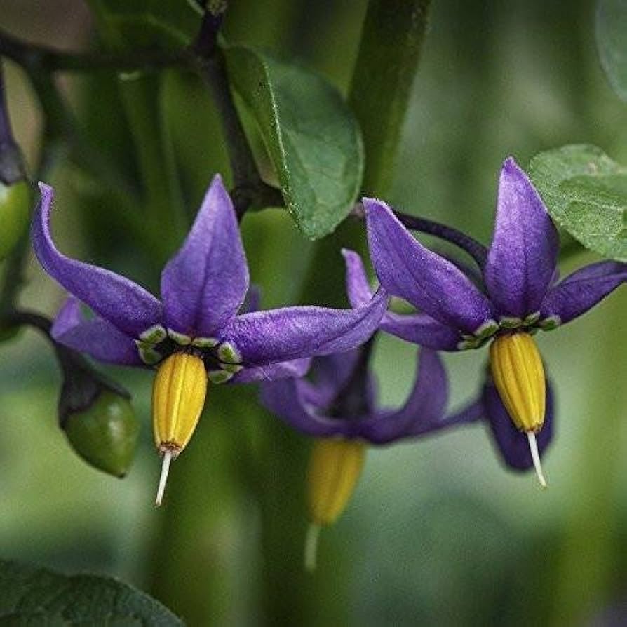 Solanum Dulcamara Flower Seeds Solanum dulcamara for Planting in Flower Bed
