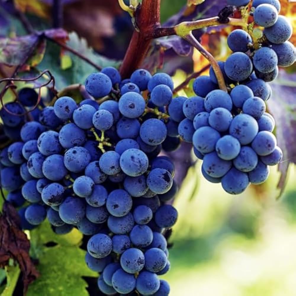 Blue Grape Seeds for Planting - Easy Growing Instructions Included