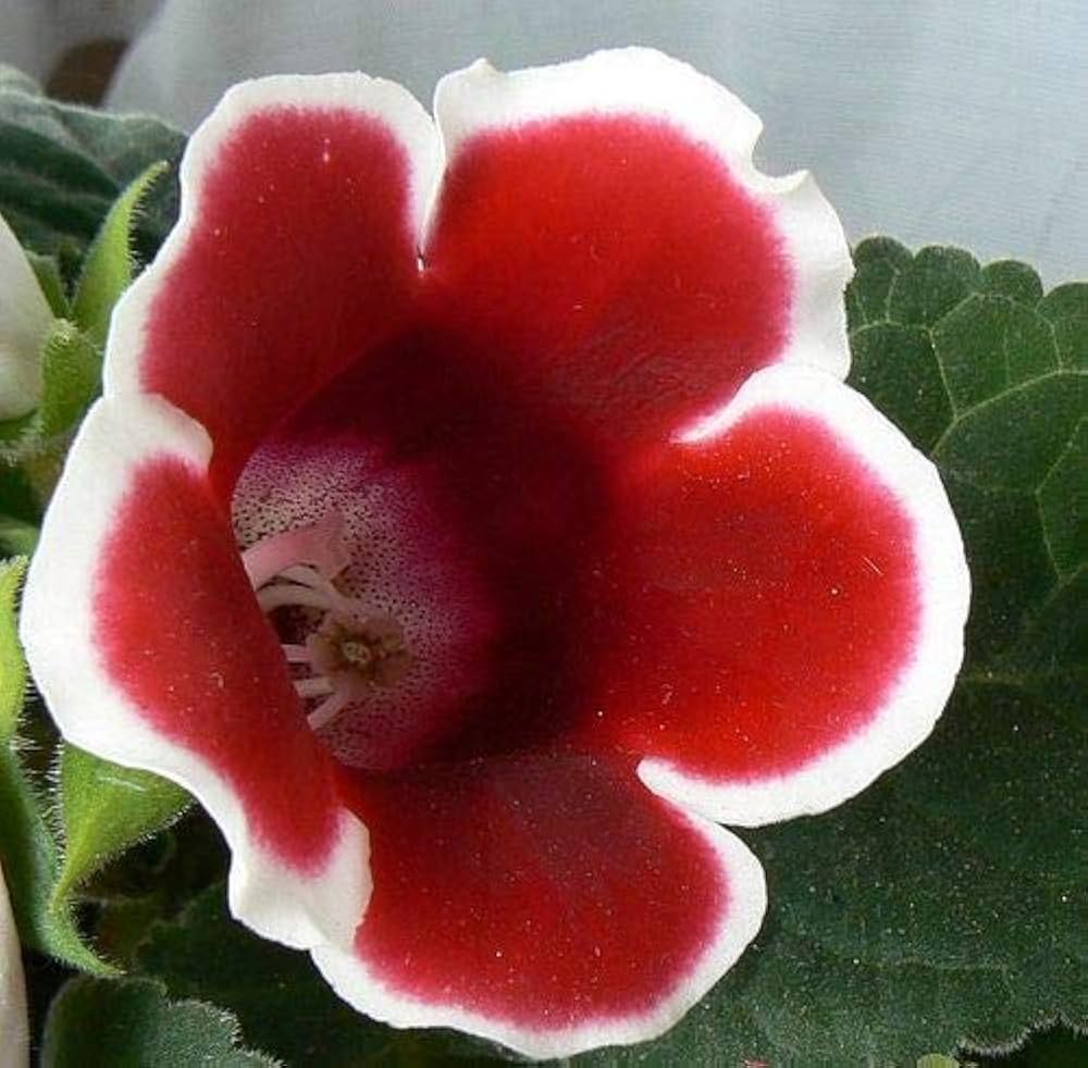 White and Pink Gloxinia Seeds for Planting Heirloom Non-GMO Seeds