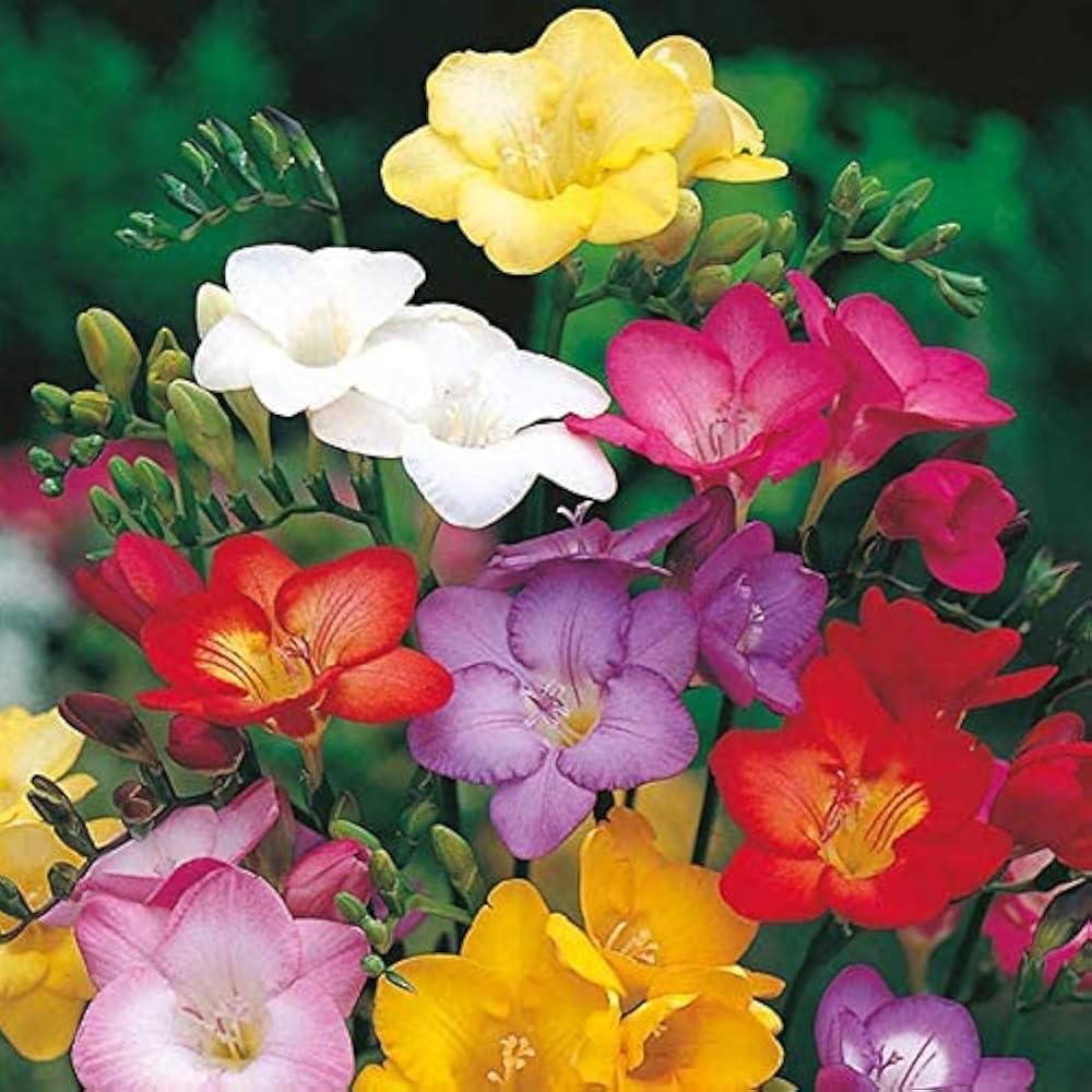 Freesia Seeds Freesia refracta for Planting in Flower Bed and Patio Containers