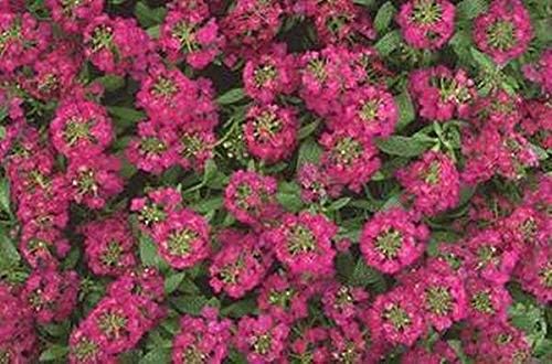 Alyssum Easter Bonnet Violet Seeds for Fragrant Violet Flowers