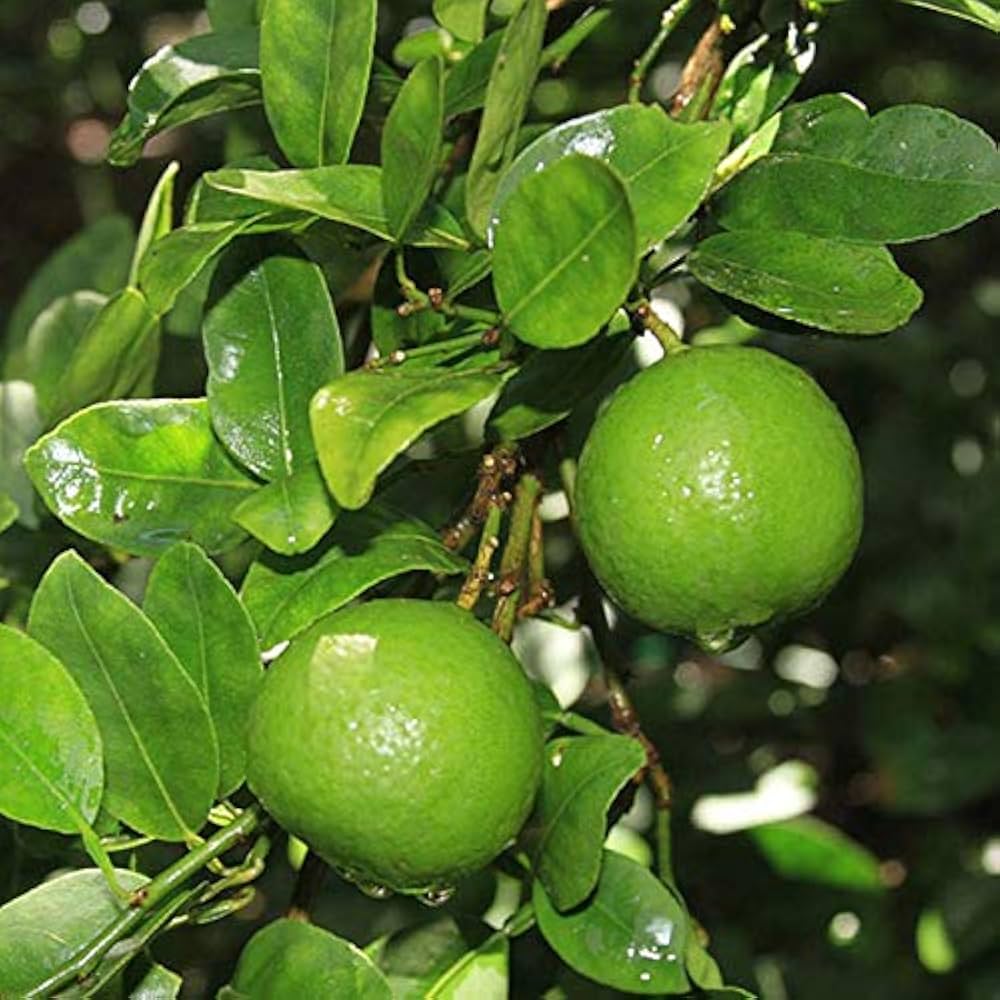 Lime Dwarf Tree Seeds for Planting Citrus aurantiifolia for home gardens and ornamental landscapes