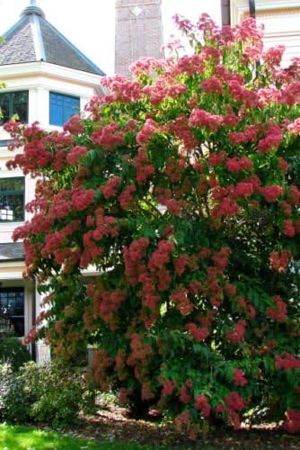 Heptacodium Miconioides Seven Sons Flower Shrub Seeds