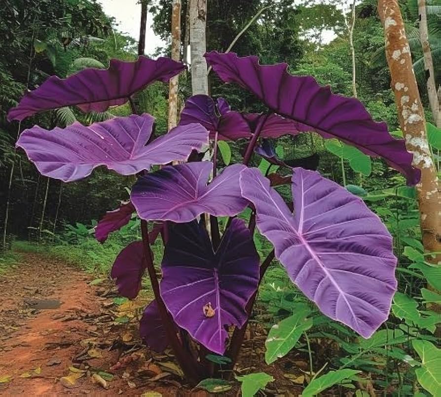 Leaf Alocasia Flower seeds for Planting - Vibrant Colors, Heirloom & GMO Free Seeds for Home Garden