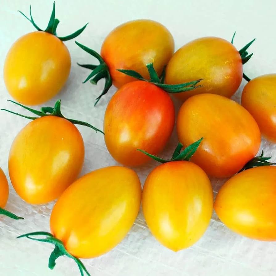 Orange Tomato Seeds for Planting Solanum lycopersicum for home gardens and kitchen gardens