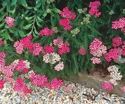 Purple Achillea / Yarrow Seeds for Beautiful Purple Blooms