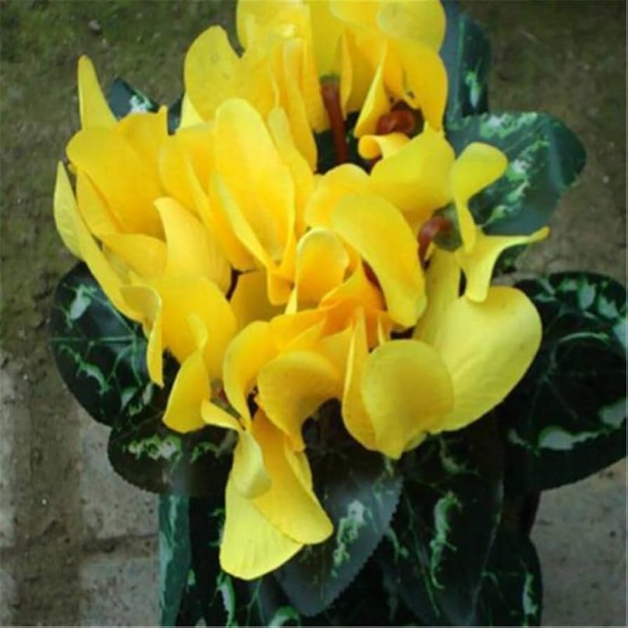 Light Yellow Cyclamen Flower seeds for Planting - Cut Flower Favorite, Heirloom & GMO Free Seeds for Home Garden