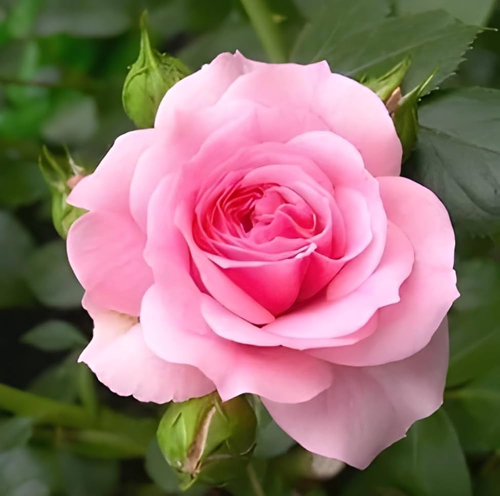 Light Pink Climbing Rose Seeds Flower seeds blooming in flower beds, containers, borders, and pollinator-friendly gardens