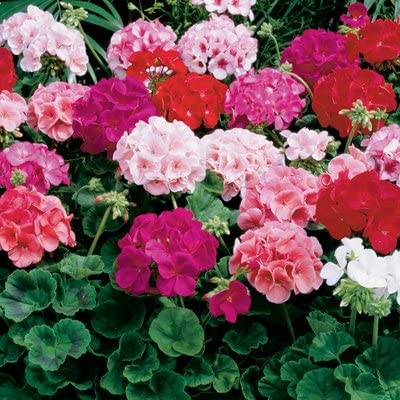 Mix Geranium Perennial Flower seeds for Planting - Seasonal Bloomer, Heirloom & GMO Free Seeds for Home Garden
