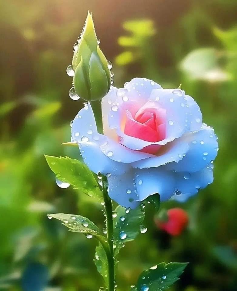 Mix Dubu Flower seeds for Planting - Colorful Display, Heirloom & GMO Free Seeds for Home Garden