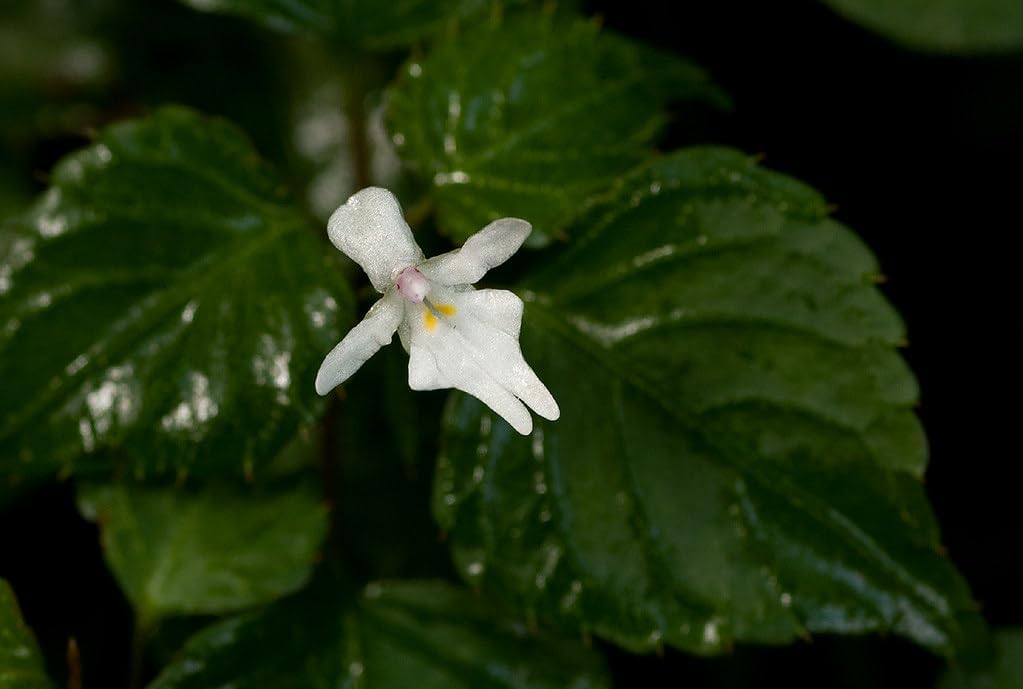 Impatiens (Impatiens Bequaertii) seeds for planting in home garden