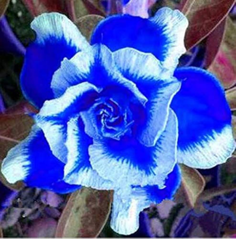 White Blue Adenium Obesum Seeds Flower seeds for Planting Colorful Display Heirloom & GMO Free Seeds for Home Garden