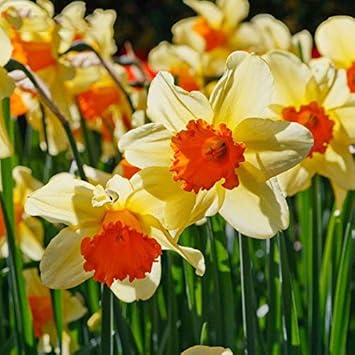 Cream Orange Daffodil Flower seeds for Planting - Shade Tolerant, Heirloom & GMO Free Seeds for Home Garden
 
 Sale for planting in home garden.
