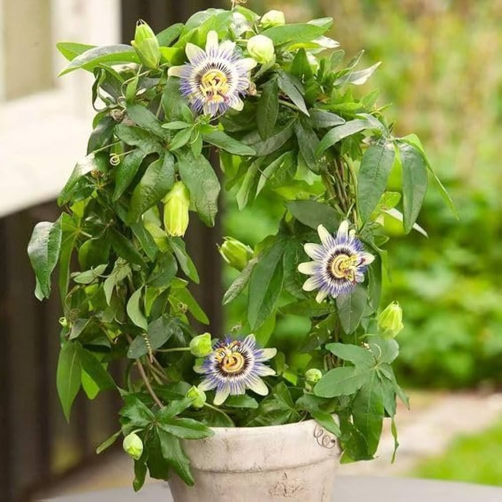 Passionflower Flower seeds for Planting - Drought Tolerant, Heirloom & GMO Free Seeds for Home Garden