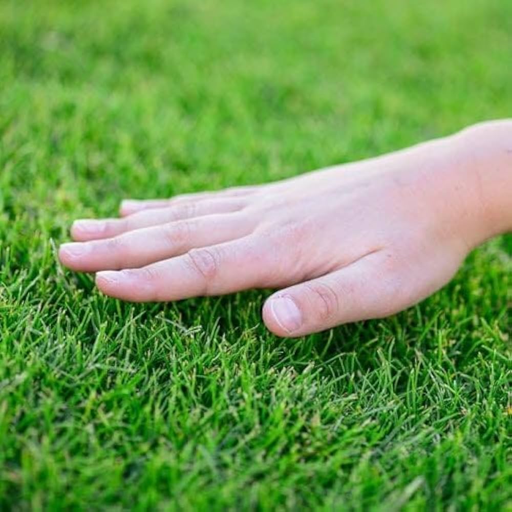 Zoysia Japonica Lawn Grass Seeds for Planting