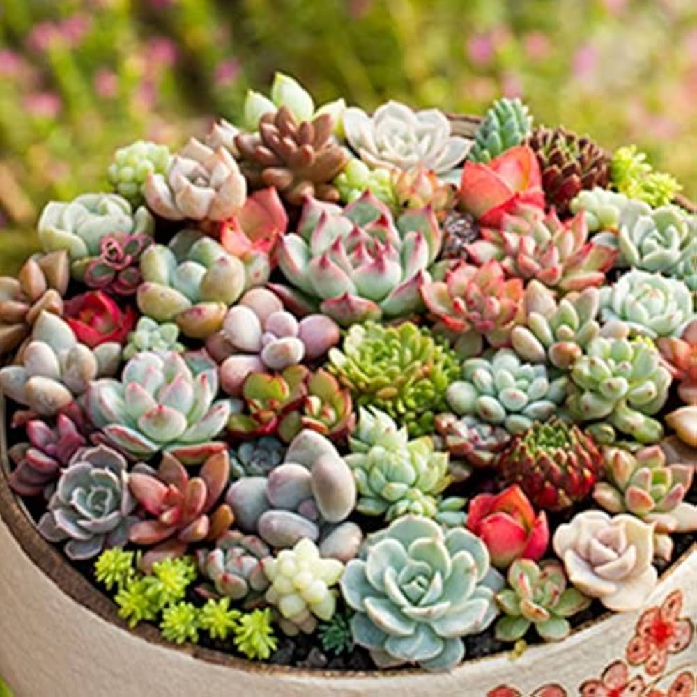Succulent Planting Seeds Collection - Ideal for Easy Planting