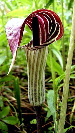 Arisarum Vulgare Seeds for Planting