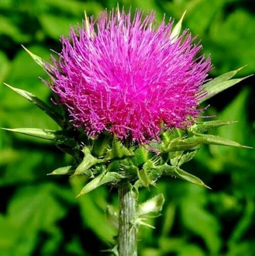 Sow Thistle Herb Sonchus oleraceus Seeds for Planting in Herb Garden