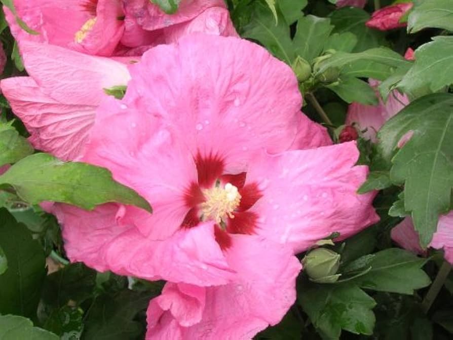 Rose of Sharon Hibiscus Syriacus Seeds