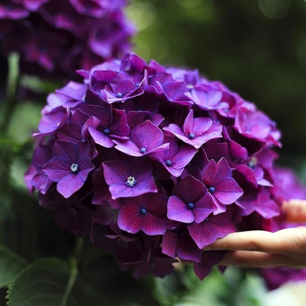 Purple & Dark Blue Hydrangea Flower seeds for Planting - Shade Tolerant, Heirloom & GMO Free Seeds for Home Garden