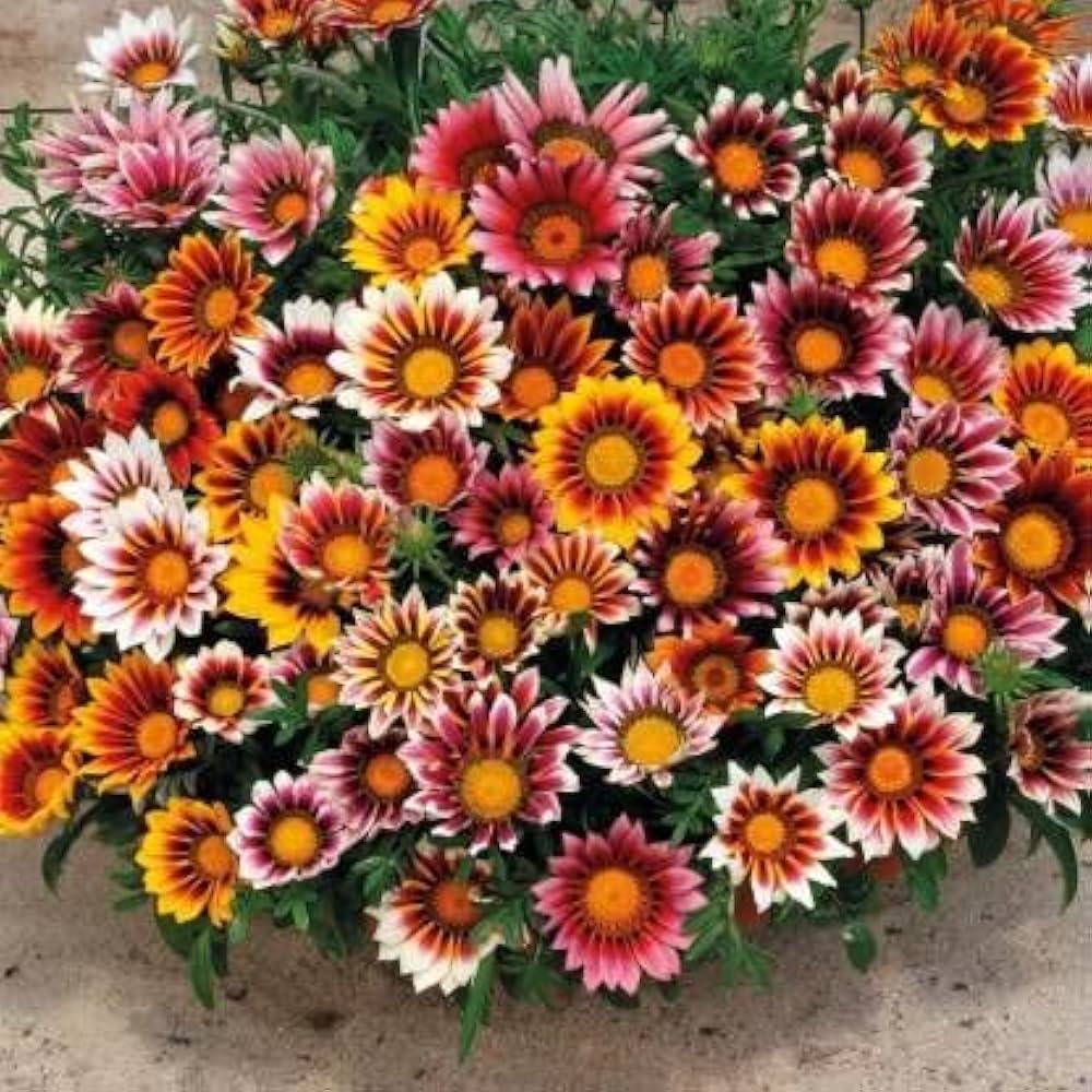 Gazania Flower Gazania rigens Seeds for Planting flower bed vegetable patch