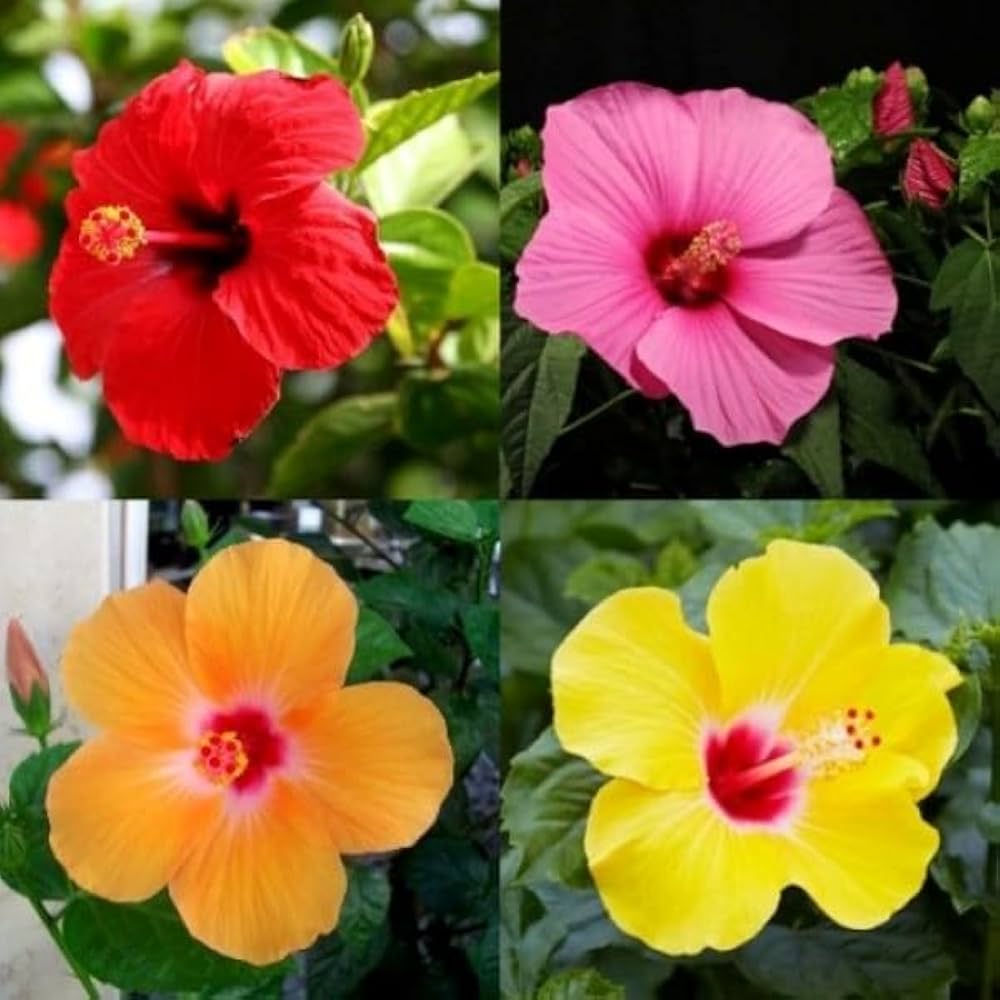 Hibiscus Hibiscus spp. Seeds for Planting - Great for Flower Bed & Urban Garden