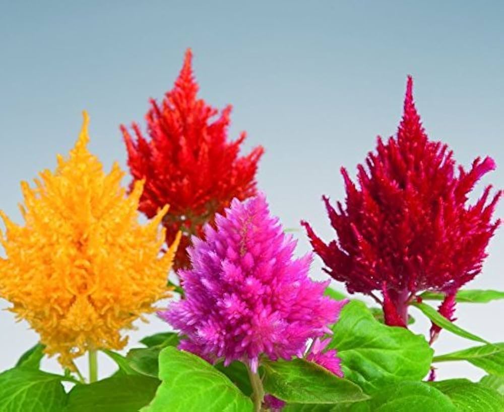 Celosia Fresh Look Orange Seeds for Planting Bold Annual Displays Heirloom Non-GMO Seeds