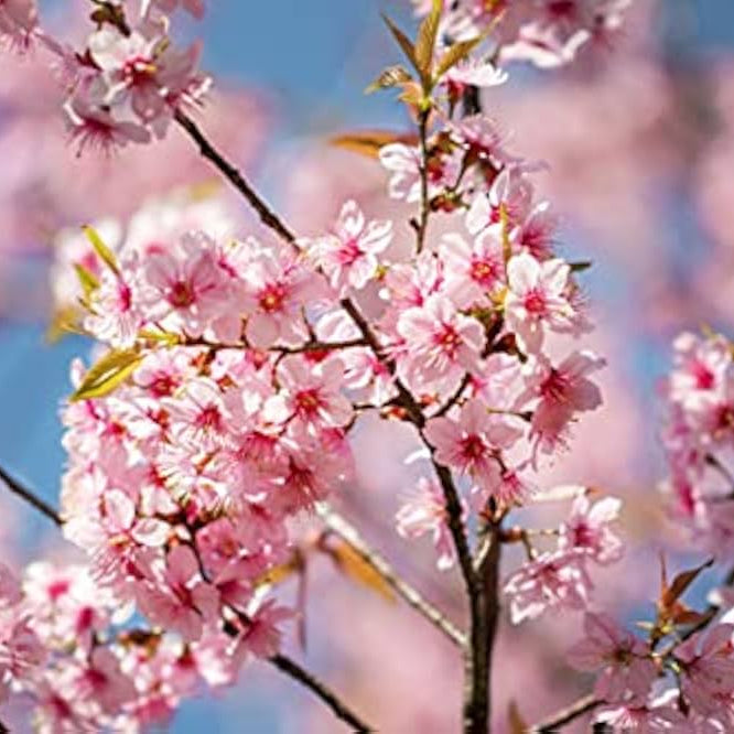 Light Pink Cerasus Perennial Flower Seeds for Planting Fragrant Blossoms Heirloom & GMO Free Seeds for Home Garden
 
 Sale