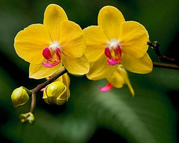 Yellow Dendrobium Orchid Flower seeds for Planting - Sun Loving, Heirloom & GMO Free Seeds for Home Garden