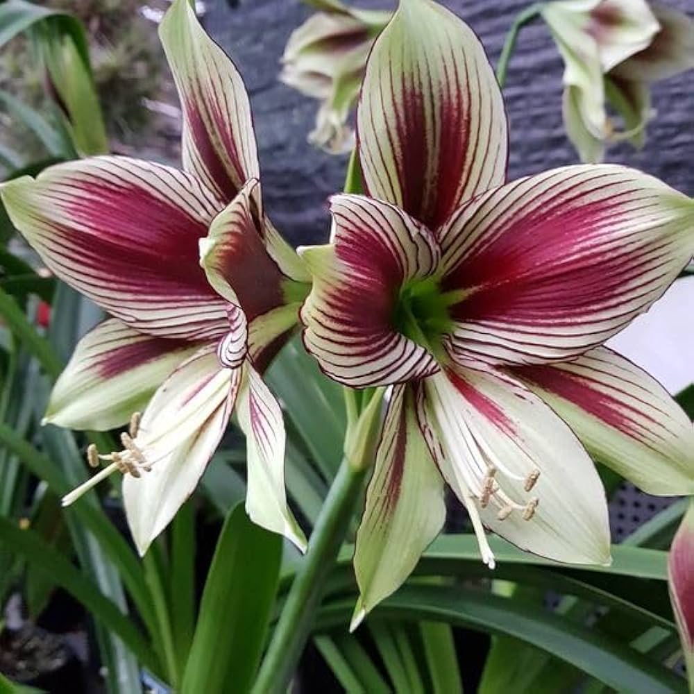 Light Yellow Hippeastrum Flower seeds for Planting - Hardy Variety, Heirloom & GMO Free Seeds for Home Garden