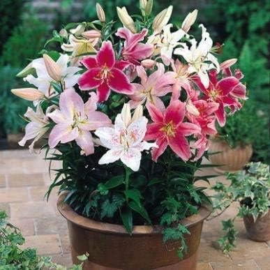 Mixed Color Special Blue Heart Lily Seeds for Home Garden