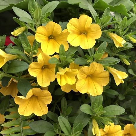 Yellow Petunia Seeds for Planting - Brighten Your Garden with Cheerful Blooms!