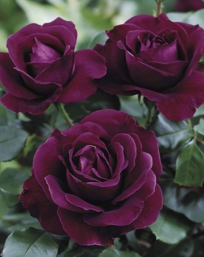 Mini Violet Dark Red Flower Seeds for Planting - Rare Variety