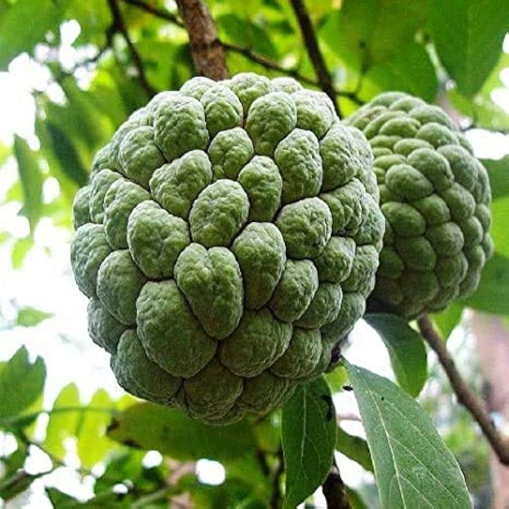 Annona Annona spp. Fruit Seeds for Planting in Tropical Garden