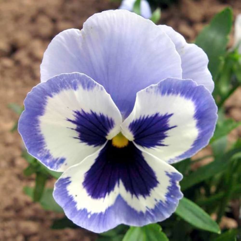 Violet White Pansy Flower Seeds for Planting Fragrant Blossoms Heirloom & GMO Free Seeds for Home Garden
 
 Sale