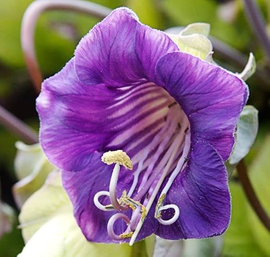 Purple Cathedral Bells Cobaea Scandens Climber Hummingbird Flower seeds for Planting - Bright Blooms, Heirloom & GMO Free Seeds for Home Garden