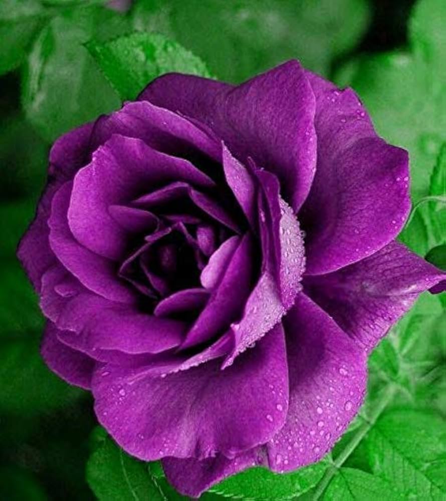 Violet Rose Flower seeds for Planting Garden Favorite Heirloom & GMO Free Seeds for Home Garden