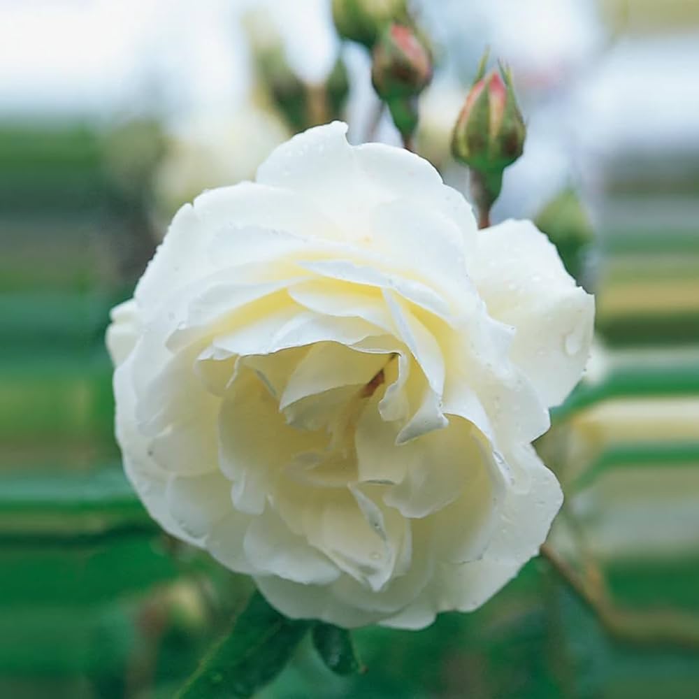 Green Iceberg Flower seeds for Planting - Cottage Garden Essential, Heirloom & GMO Free Seeds for Home Garden