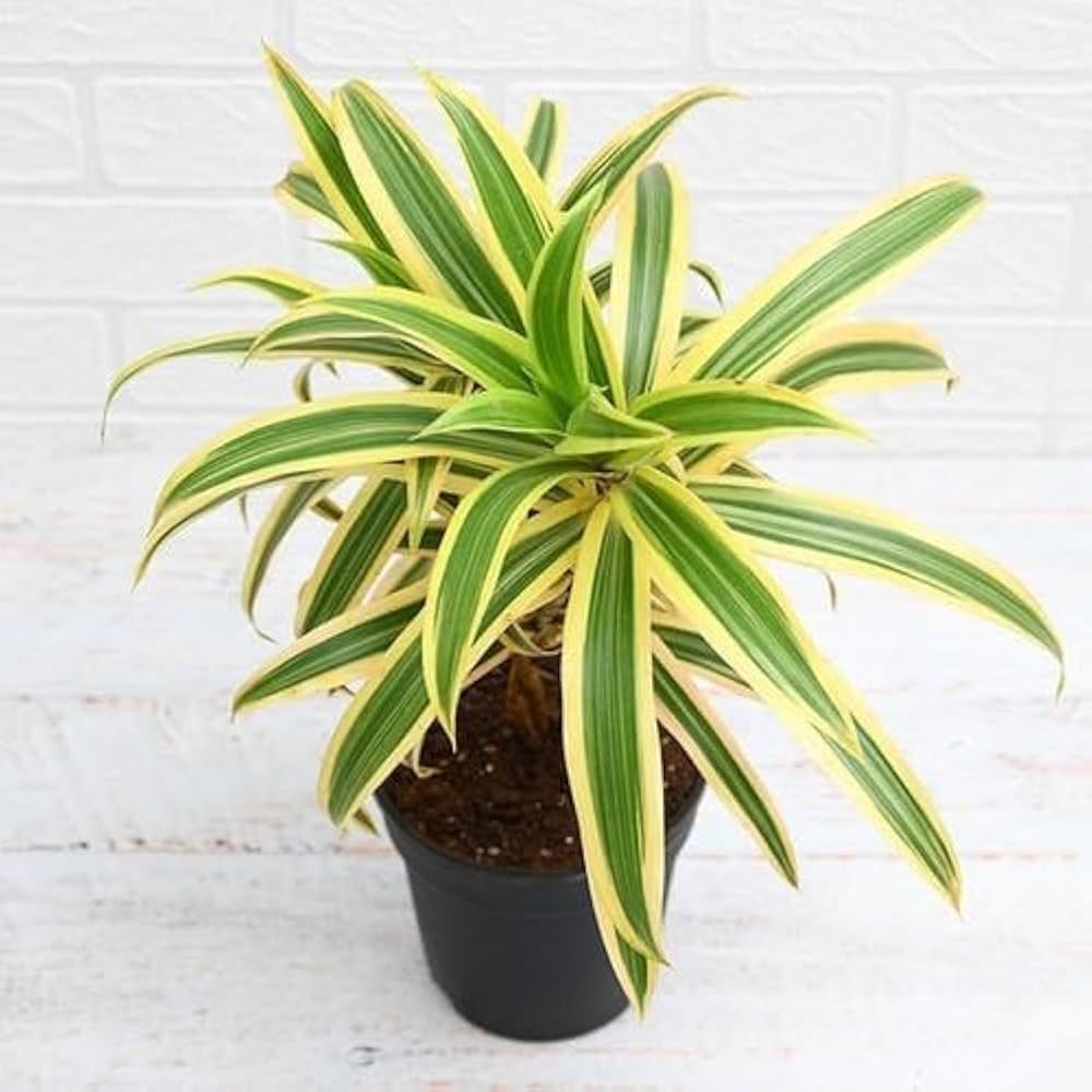 Green Dracaena Fargans Flower seeds for Planting - Long Bloom Season, Heirloom & GMO Free Seeds for Home Garden