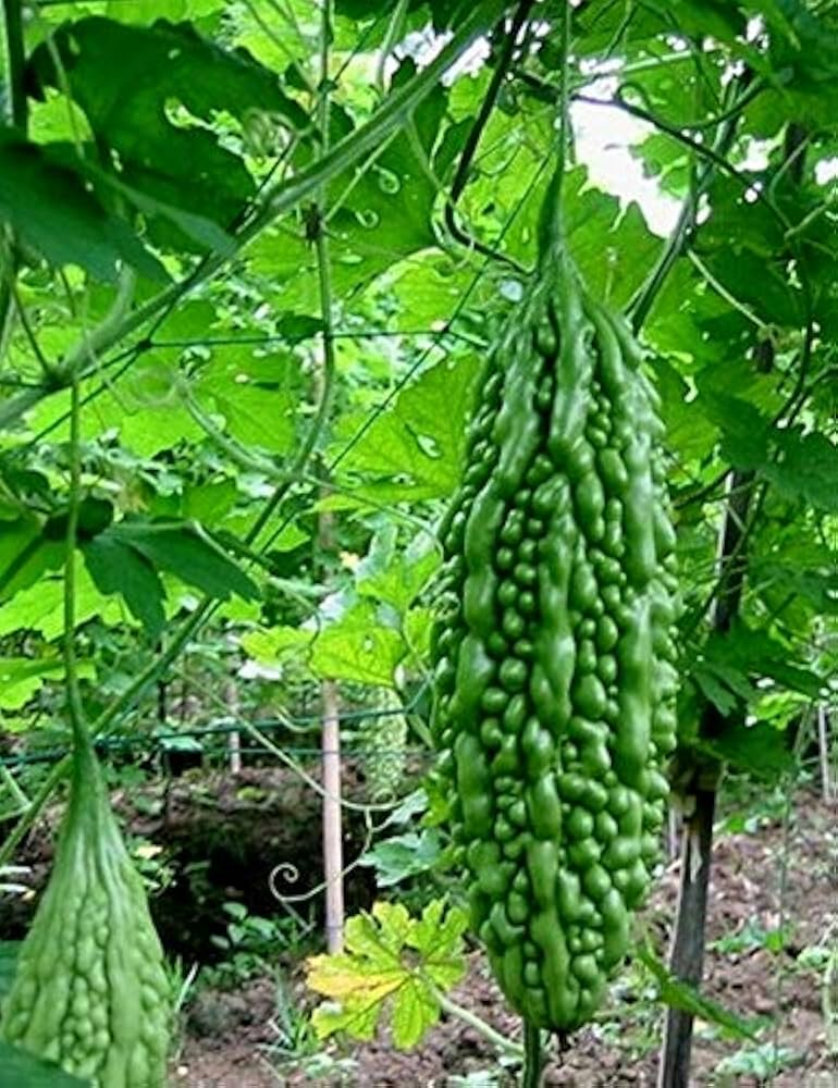 Karela Vegetable Seeds for Easy Planting at Home
